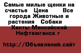 Самые милые щенки на счастье › Цена ­ 1 - Все города Животные и растения » Собаки   . Ханты-Мансийский,Нефтеюганск г.